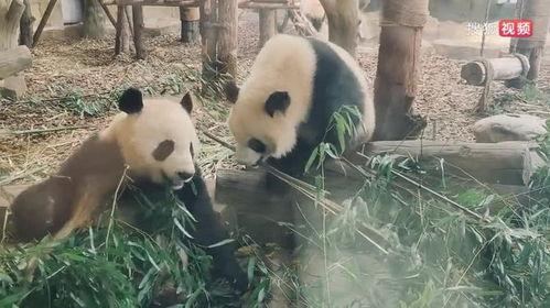 娱乐吃瓜熊猫视频在线观看